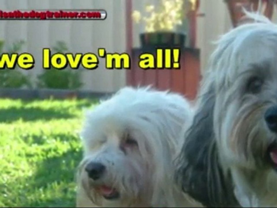 Dog Training the Positive Way