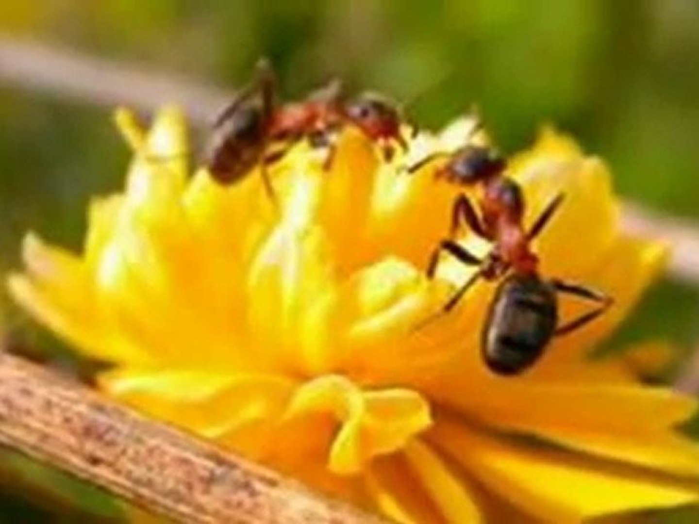 maria dragomiroiu cine iubeste si lasa