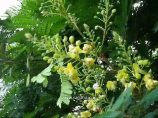 Medicinal Plants (Caesalpinia sappan) Siddha Medicine