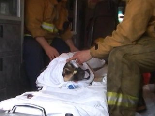 SNTV - Pooch rescued from LA River