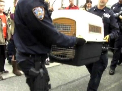 SNTV - Wild coyote runs loose in NYC