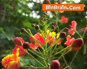 Flowers in Kanyakumari