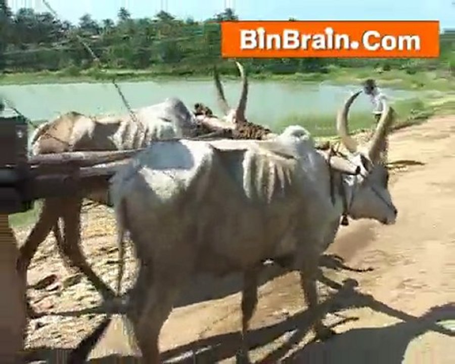 Ox Cart in Kanyakumari