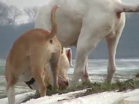 dogue argentin et amstaff