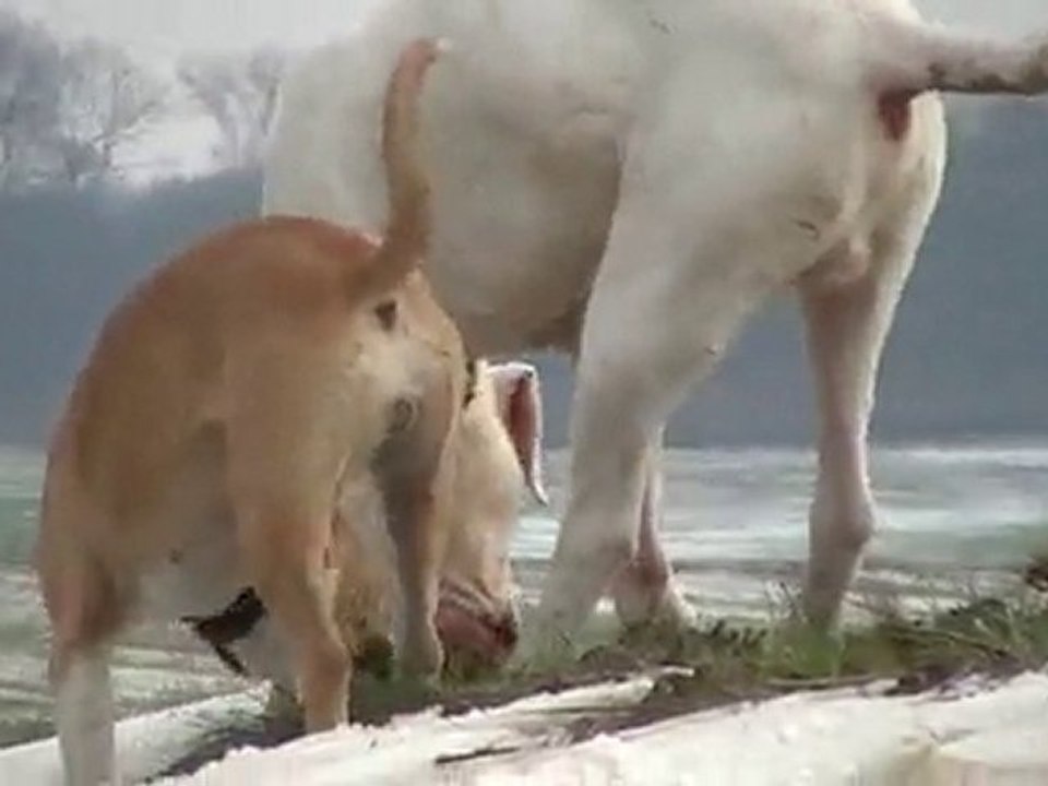 dogue argentin et amstaff