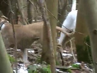 dogue argentin et amstaff