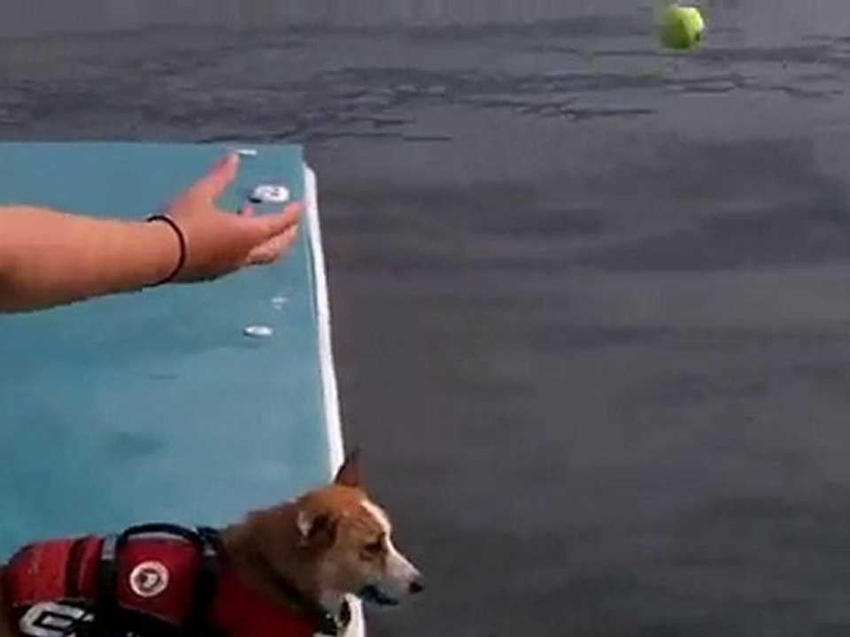 Chiens : plongeons dans la mer