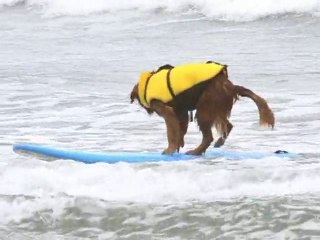 SNTV - Surf's up doggy style