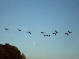 ~ Majesté des Oies sauvages ~ Wild Geeses Majesty ~Vidéo Pat