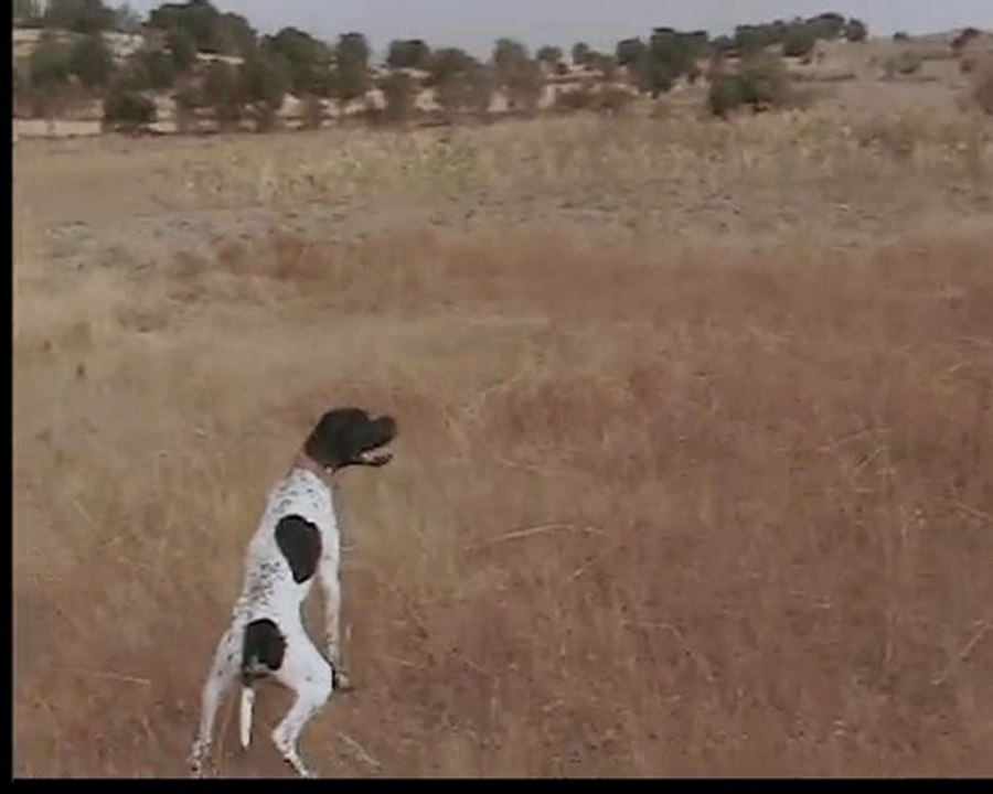Pointer Eğitim4 Max