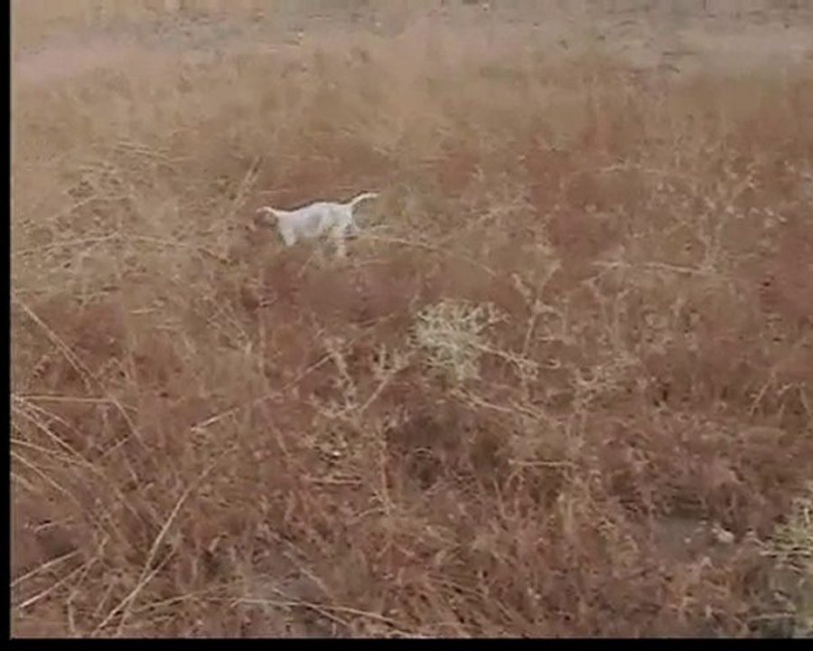 Yawru Pointer Eğitim1