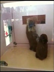 Un chiot danse pour se faire adopter