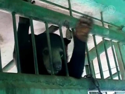 В зоопарке родился «солнечный» медвежонок