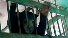 В зоопарке родился «солнечный» медвежонок