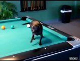 il cane che gioca a biliardo