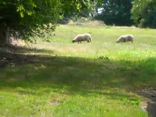 saute-moutons