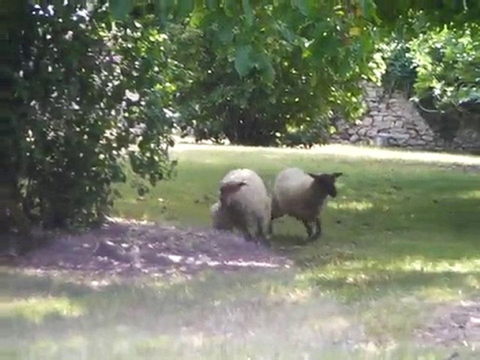 moutons et chien