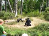 Gorilles