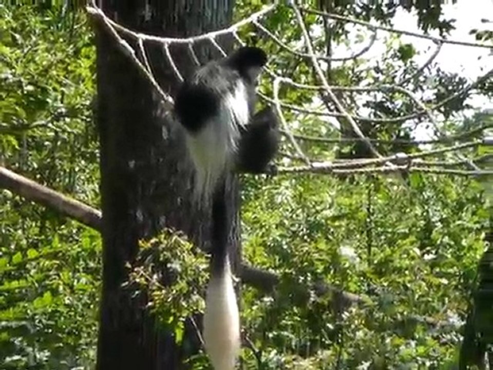 Vallée des singes (4)