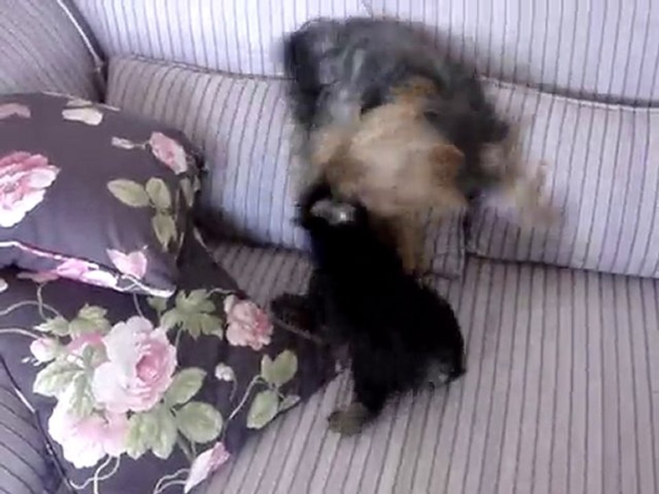 dişinin fendi erkeği yendi :)))