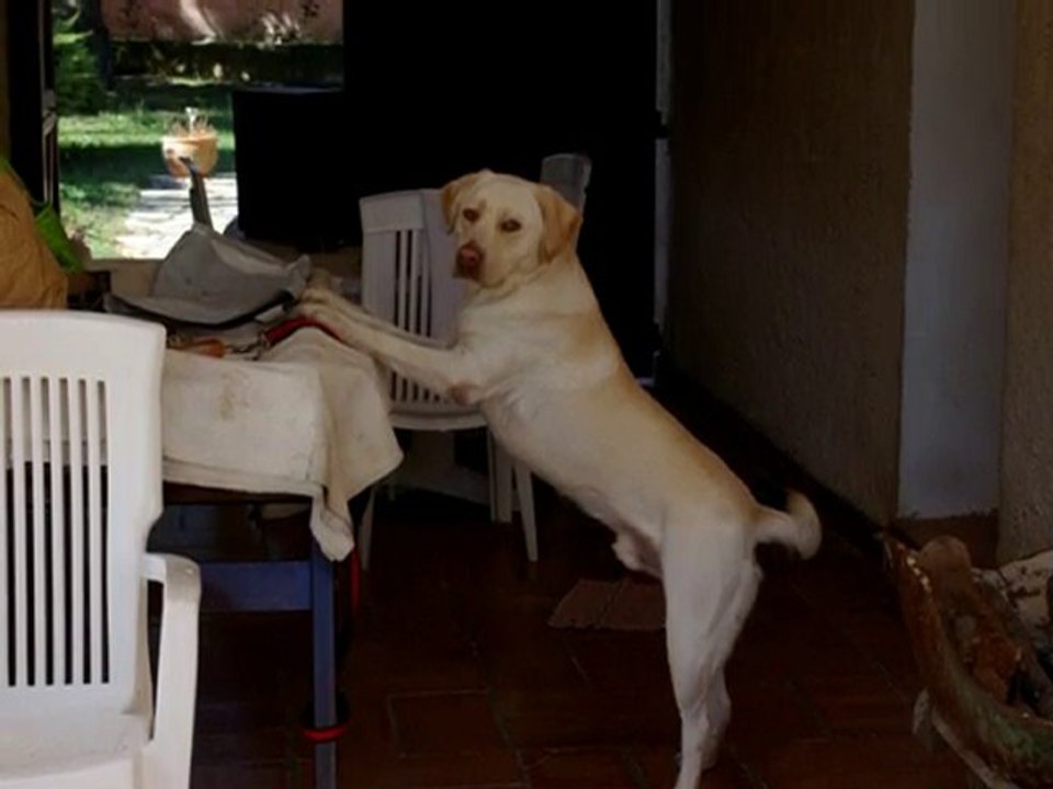 César