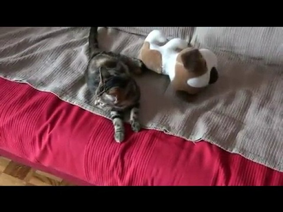 Mon chaton 4 mois contre mon doudou