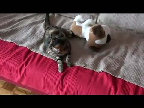 Mon chaton 4 mois contre mon doudou