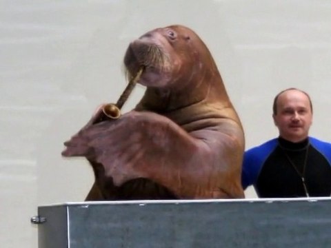 SNTV - Exklusiv: verrückte Tiere