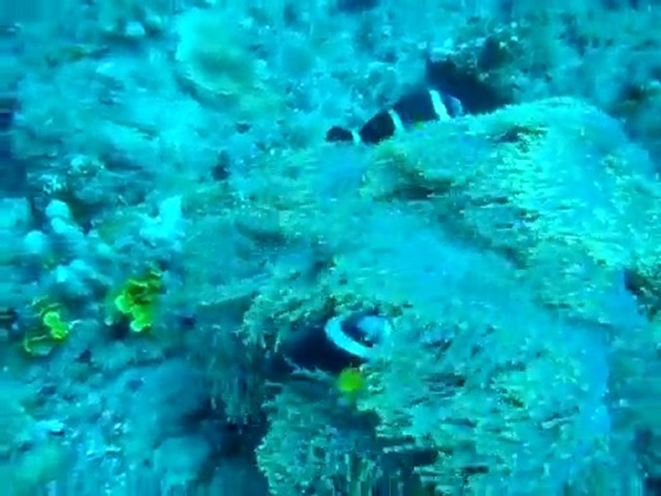 Poissons clown à sec zitte