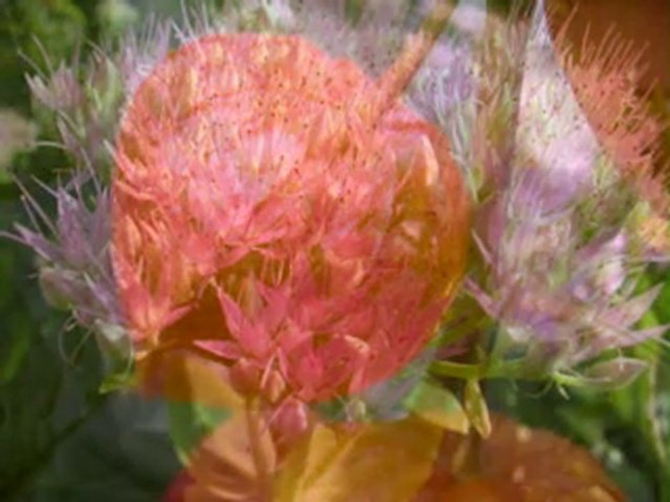 En se promenant, on trouve de belles fleurs