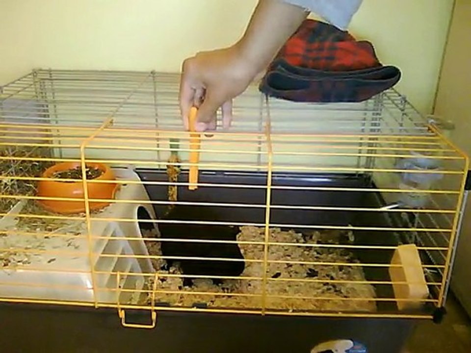 Mon cochon d'inde sur deux pattes