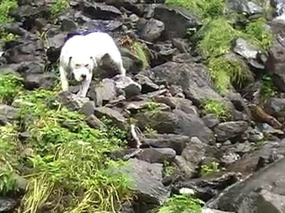 dogue argentin diego