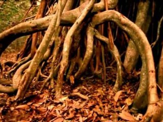 Marcher avec les animaux-A l'aube des tmps p2