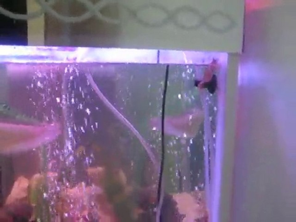 AKVARYUMDA CAN PAZARI 2