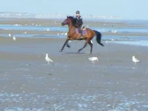 Quetehou plage 31/8/2010 trot dans l'eau et galop