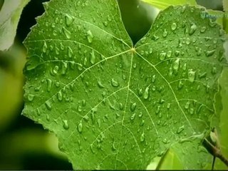 Servet Tekin – Aşksız Olmayayım