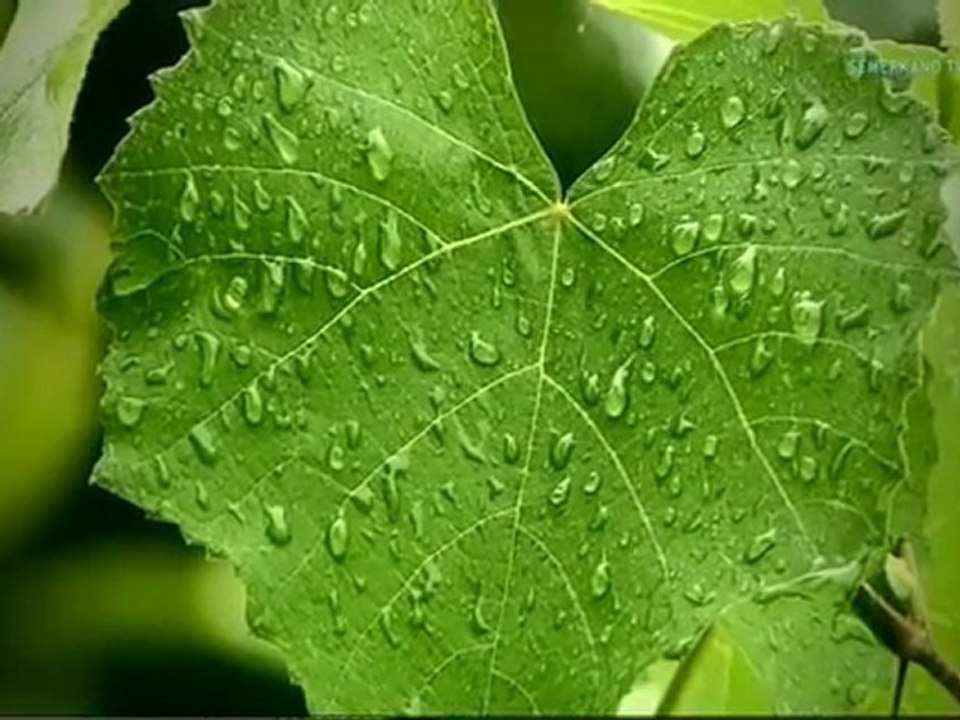 Servet Tekin – Aşksız Olmayayım