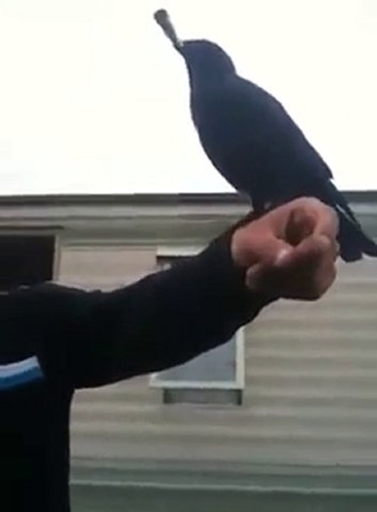 Un corbeau qui fume