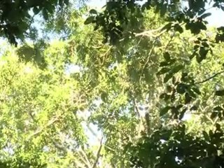 Sky Rainforest Rescue- Lily Allen Appeal