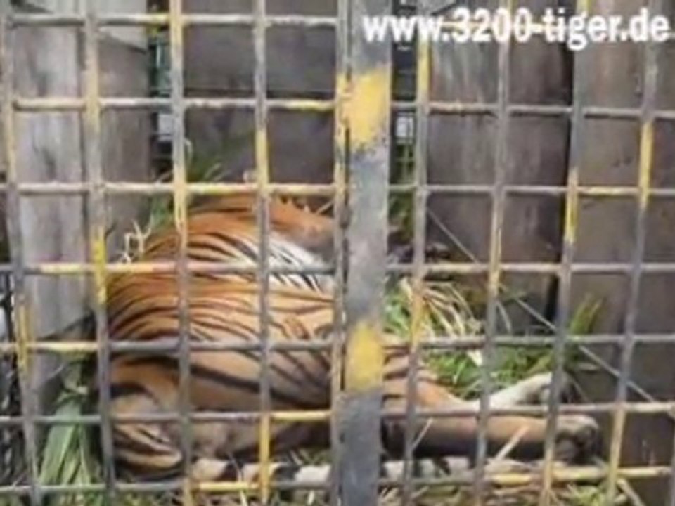 Crying Tiger: WWF Petition www.3200-tiger.de