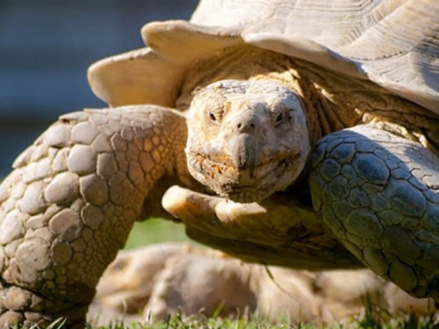 Differences Between Turtles and Tortoises