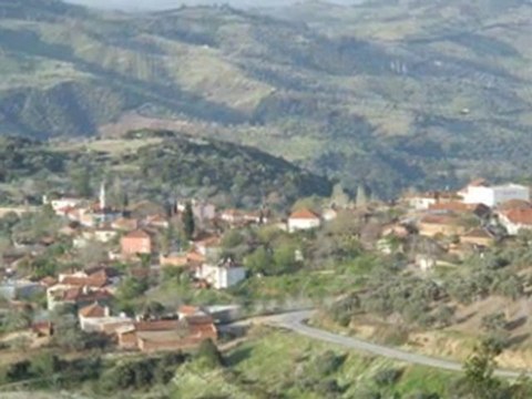 zeytin yapragı yeşil