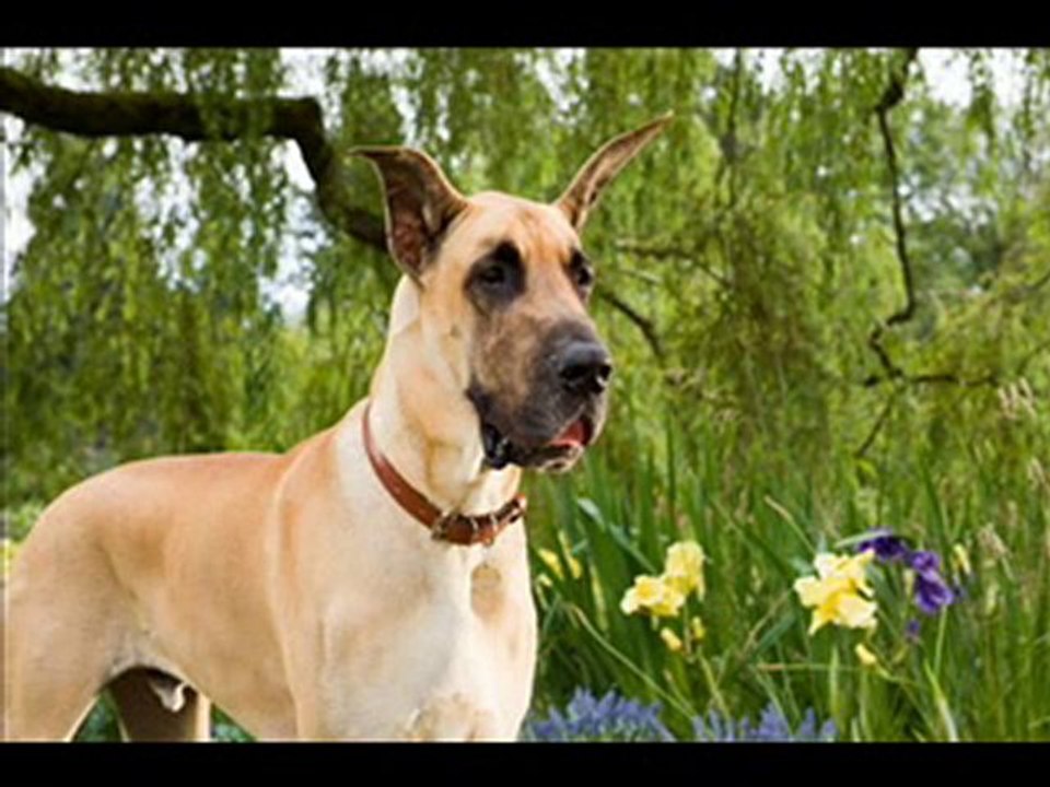 Marmaduke Teil 1 Online Stream Deutsch/ German HQ