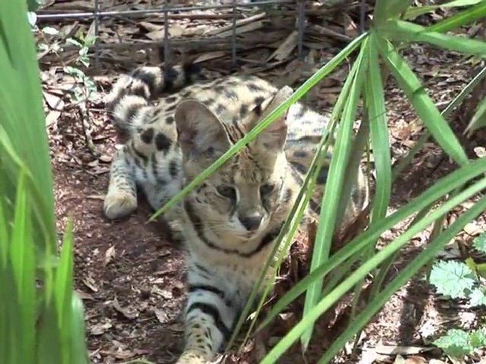 Pet Serval Rescued