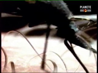 Les sept merveilles de l'industrie, le canal de Panama p3