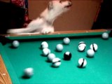 SNTV - Exklusiv: Der Poolbillard-Hund