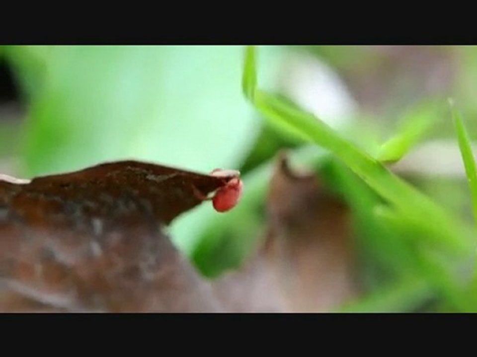 Insects, vidéos photos macro