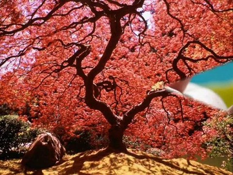 [ Duygusal Kalpler Durağı ] KABAHAT SENİ SEVENDE.