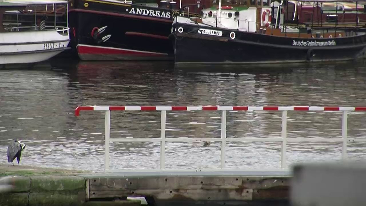 Reiher am alten berliner hafen