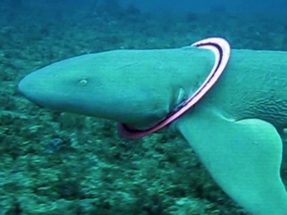 Exklusiv: Der Taucher und der Hai